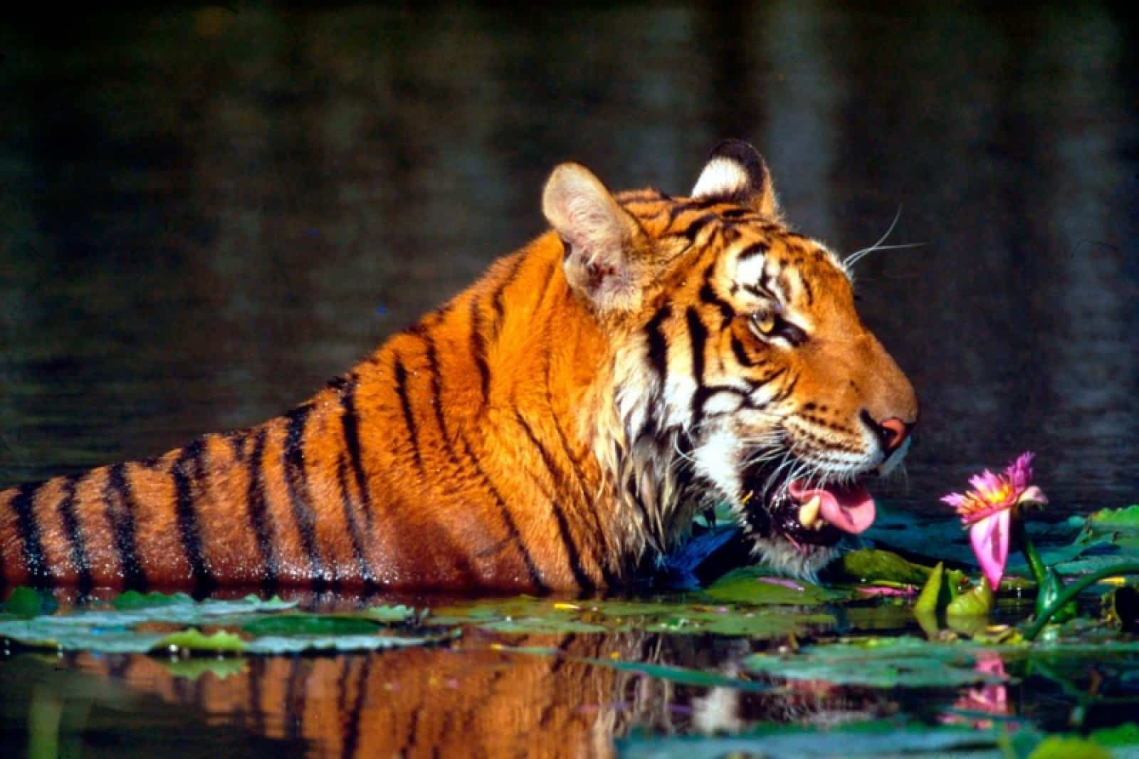 Schwimmender Tiger mit Seeblume