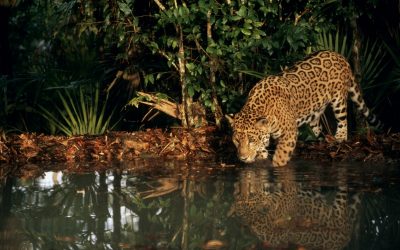 WWF Pixel-Kampagne: online Regenwald-Anteile kaufen