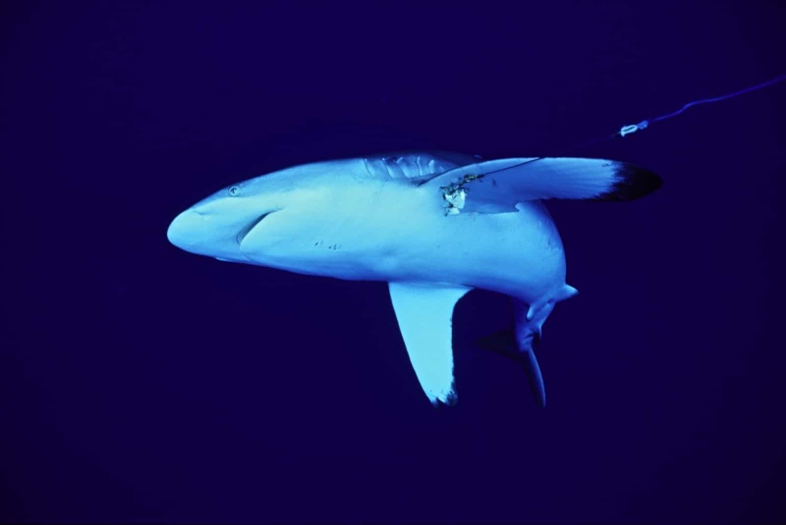 Silky Shark
