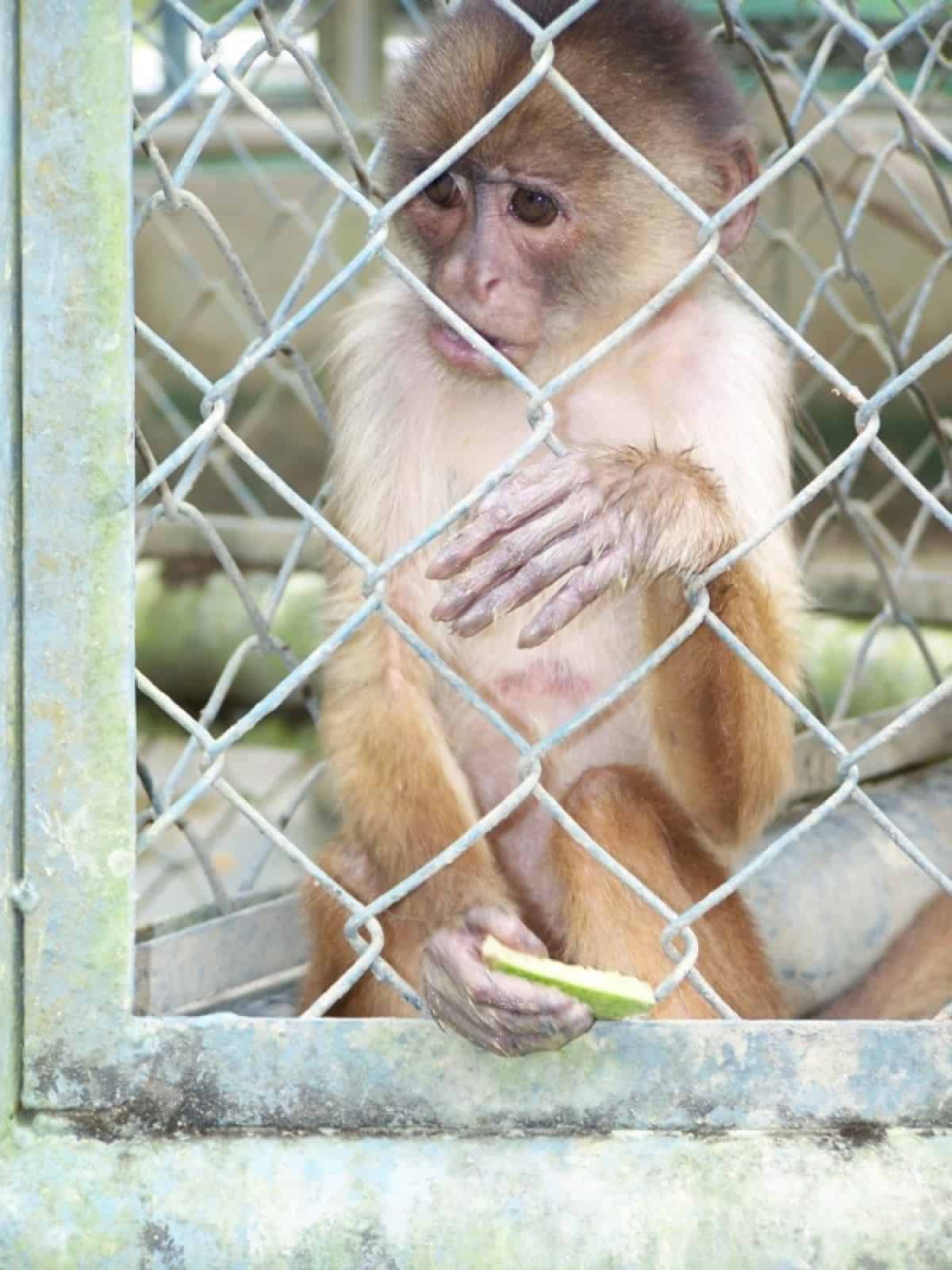 Monkey in Cage
