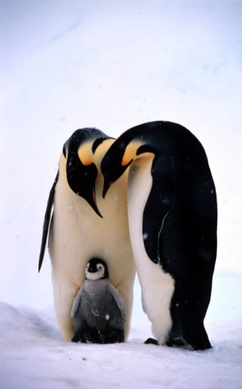 Pinguin