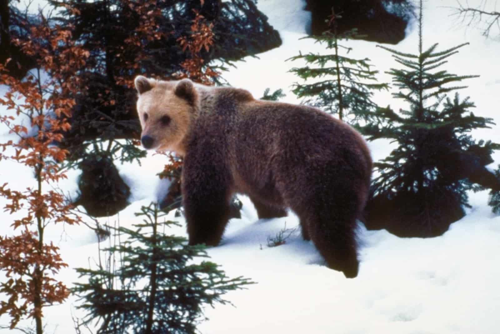 Bär in Schnee
