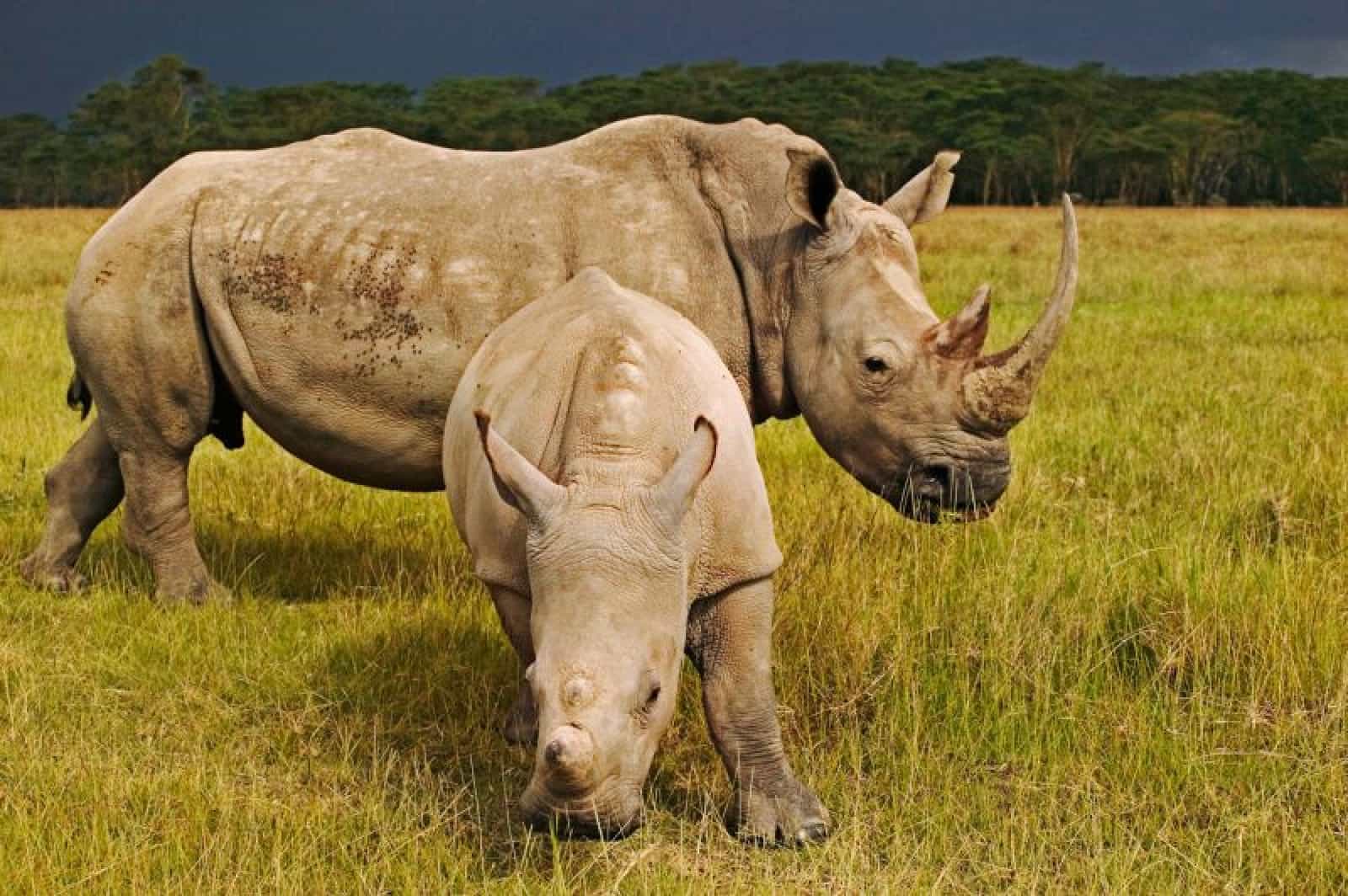 Nashorn