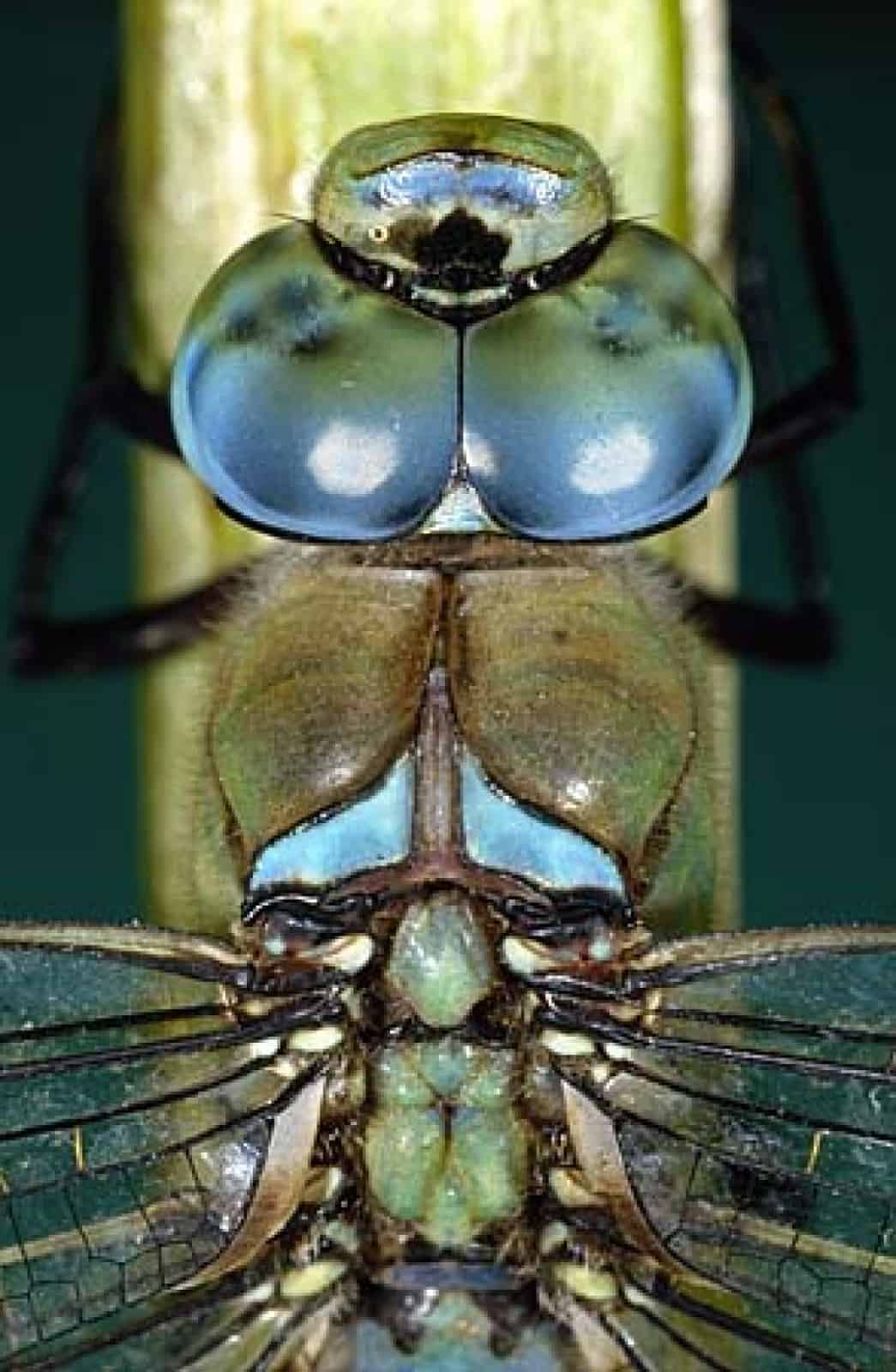 Libelle – Grosse Königslibelle