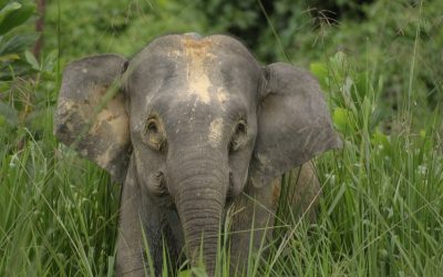 WWF: Letzte Reste der Java-Elefanten auf Borneo?