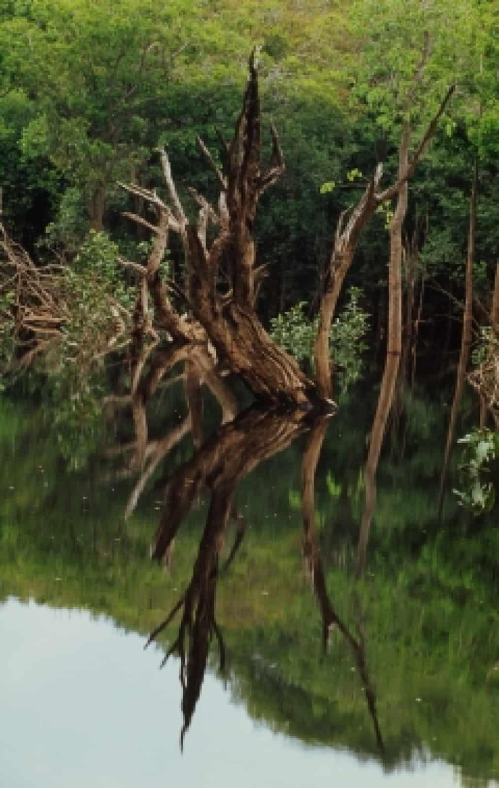 Amazonas Regenwald