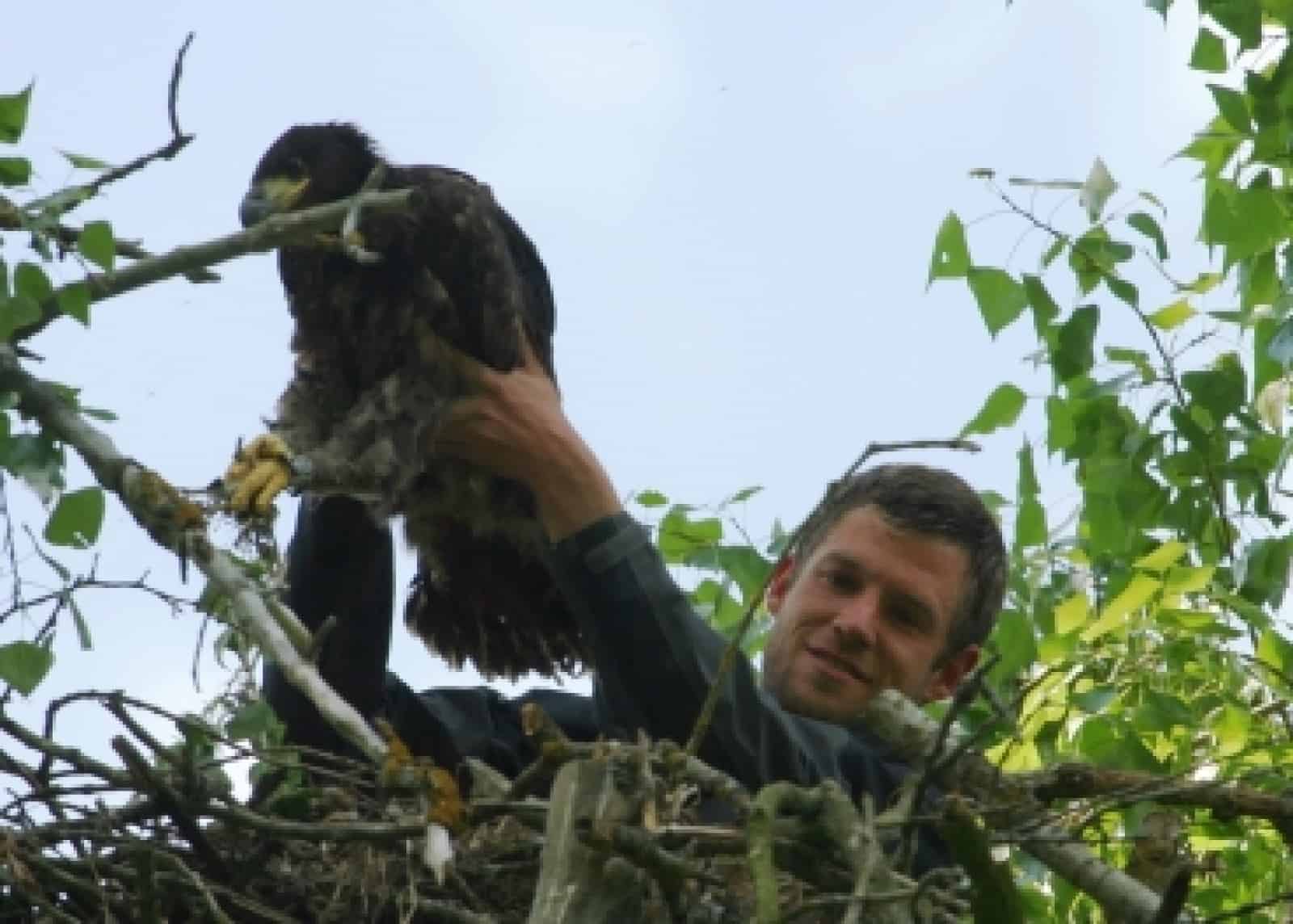 Seeadler Beringung