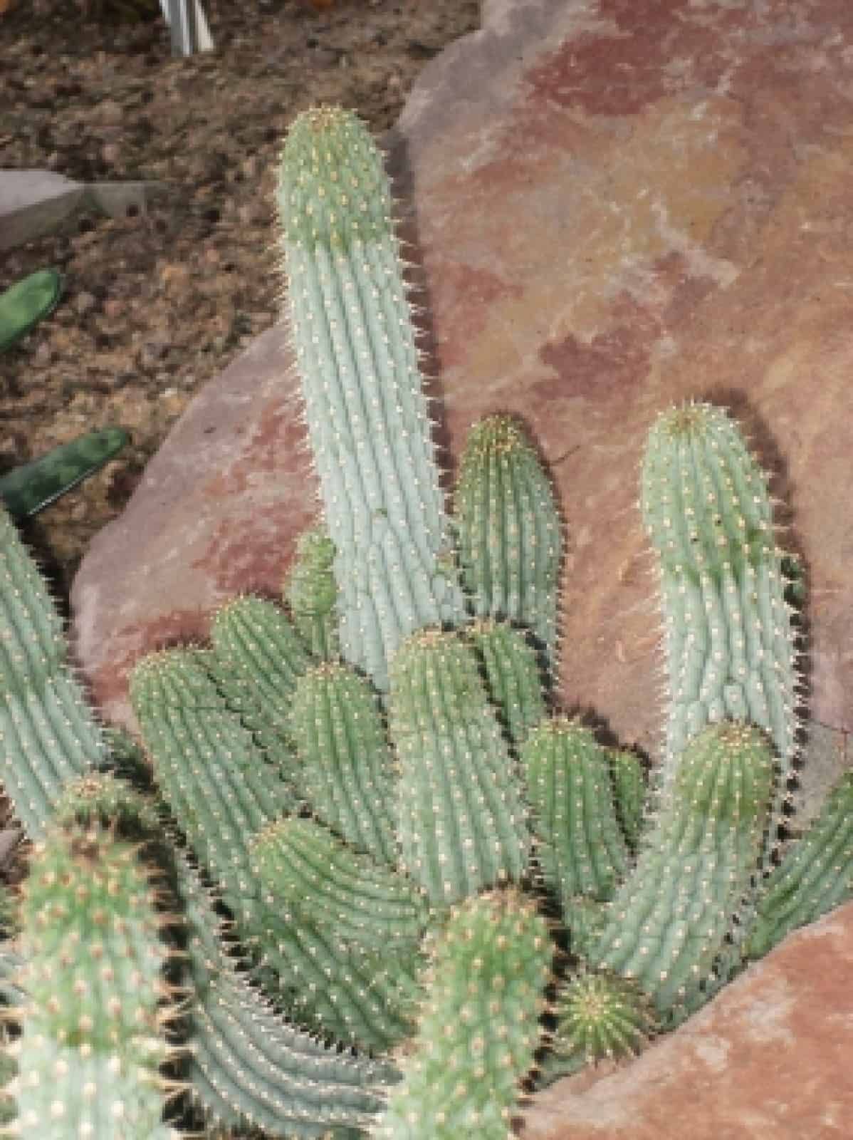 Hoodia Gordonii