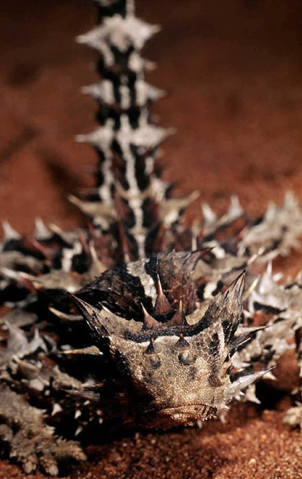 Dornteufel (Moloch horridus)