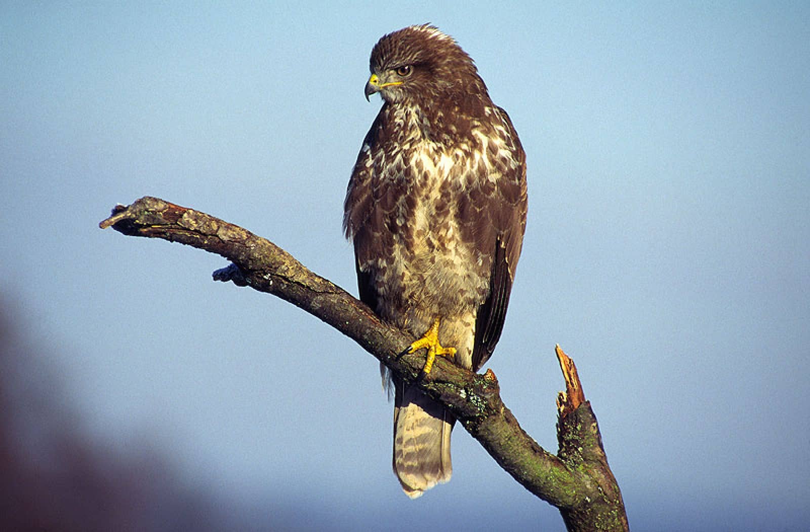 Mäusebussard