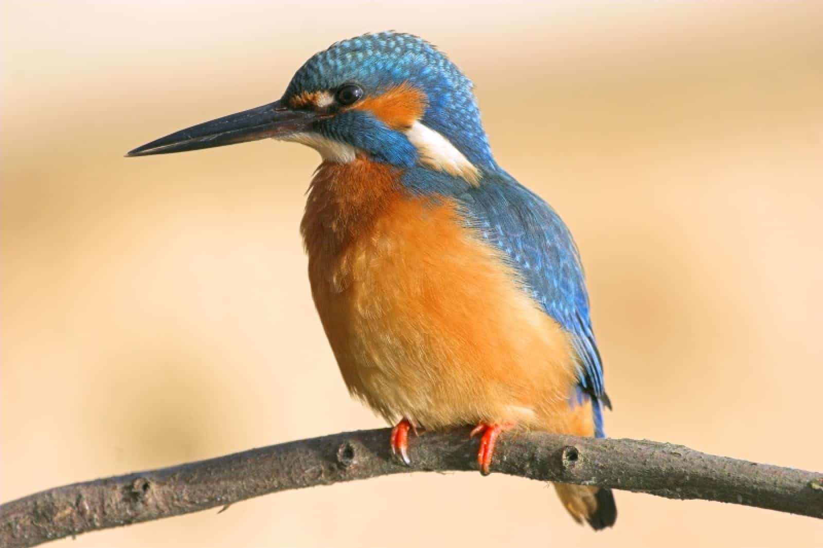 Eisvogel