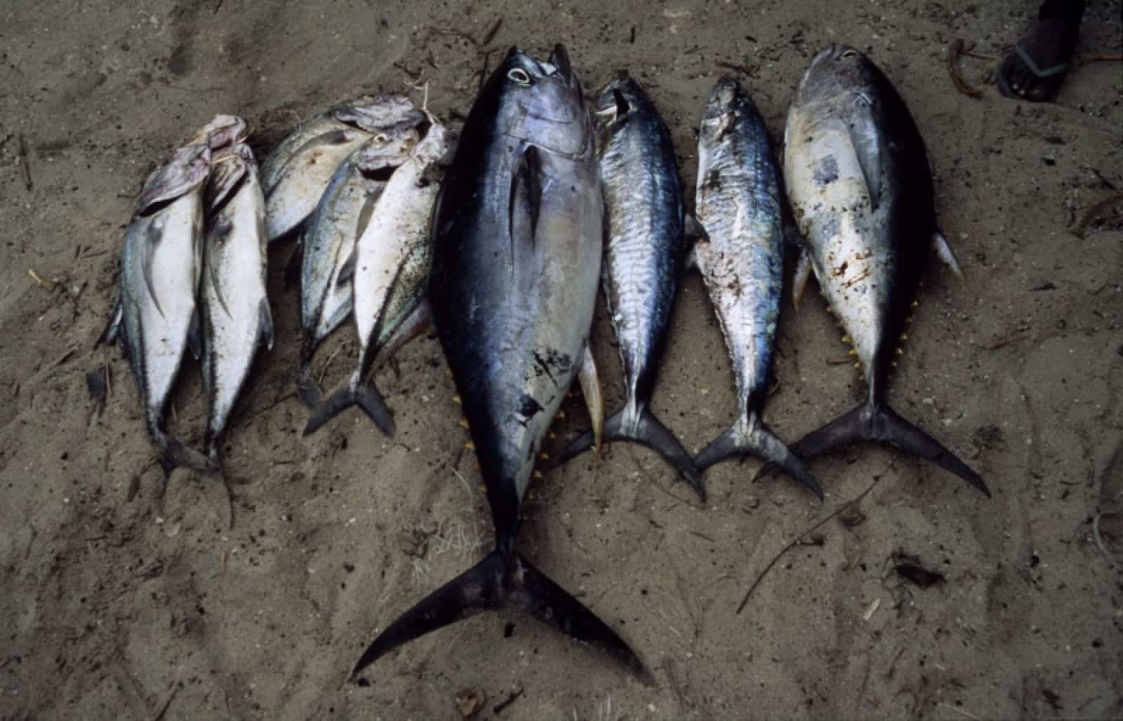 blauflossenthunfisch