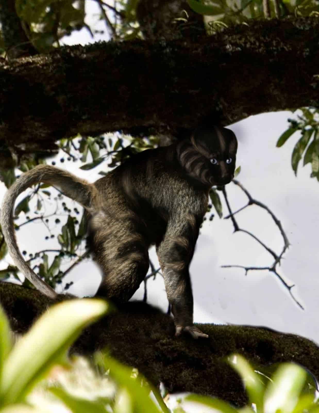 Affenart, © by ©Christoph Schönbäck_WWF Affenart, © by ©Christoph Schönbäck_WWF