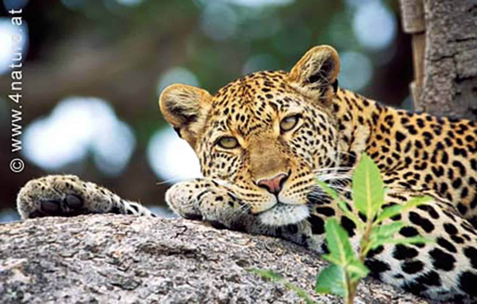 Leopard