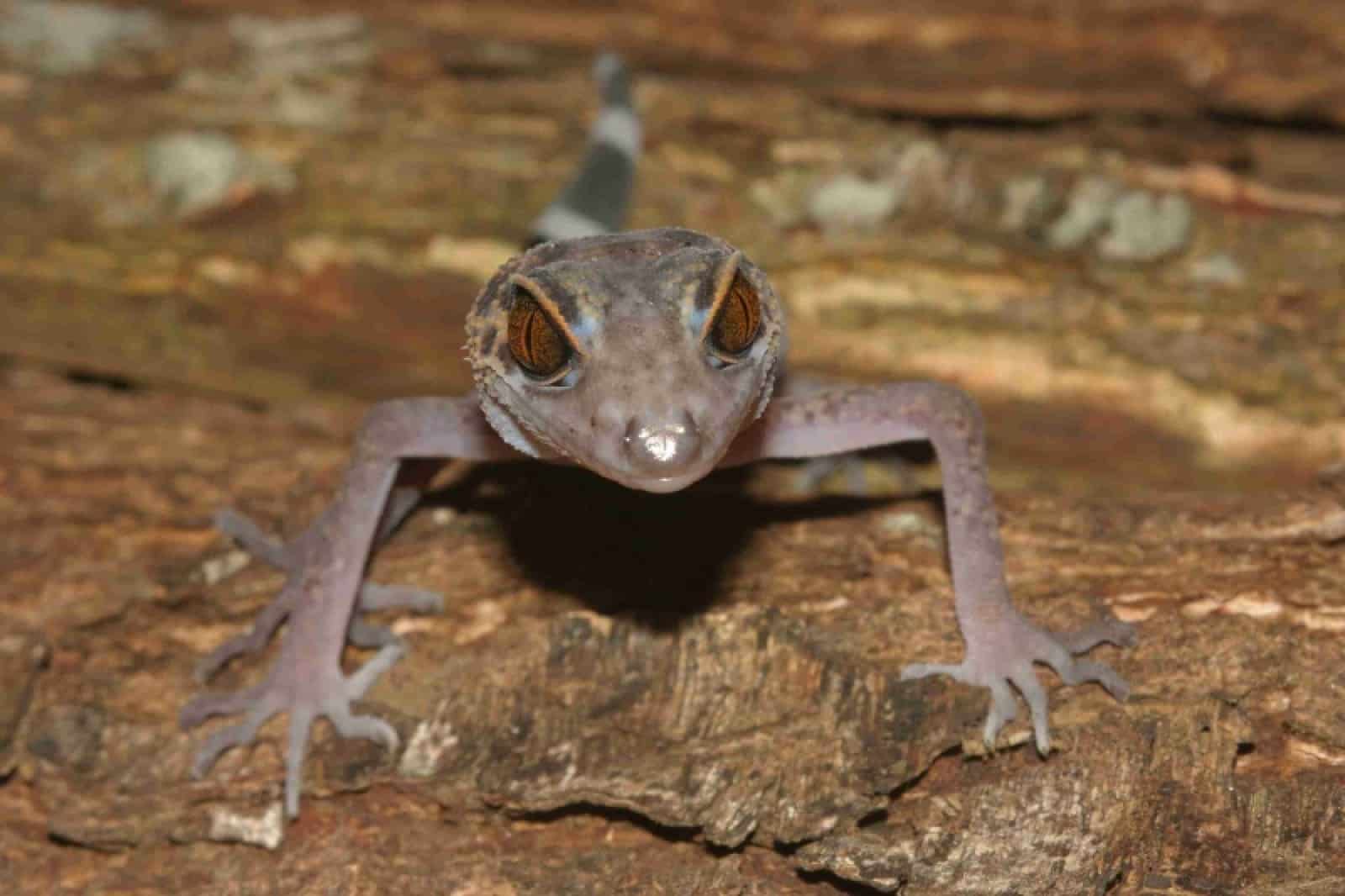 Leoparden-Gecko (Goniurosaurus catbaensis), © by Thomas Ziegler / WWF Greater Mekong Leoparden-Gecko (Goniurosaurus catbaensis), © by Thomas Ziegler / WWF Greater Mekong