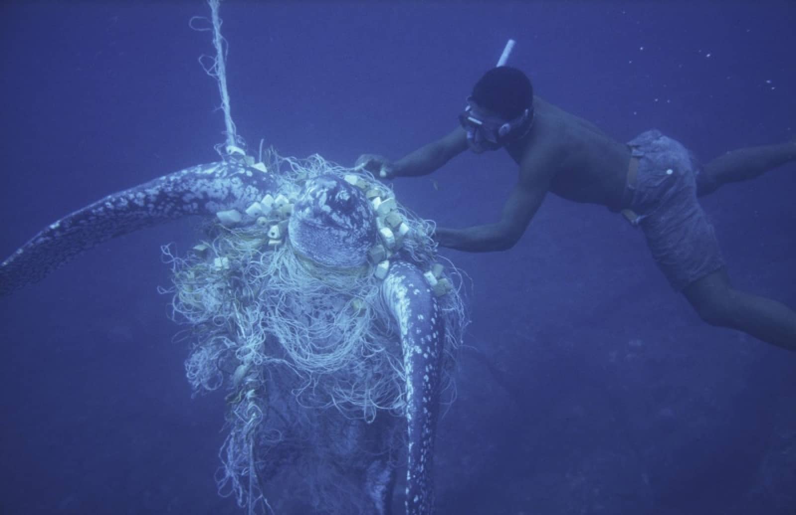 In einem Fischernetz gefangene Lederschildkröte