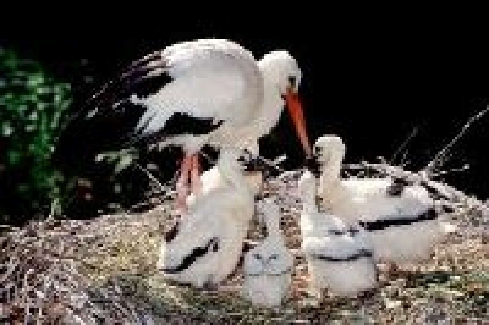Storchnest