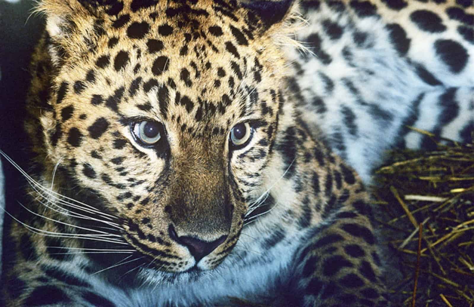 Amur Leopard