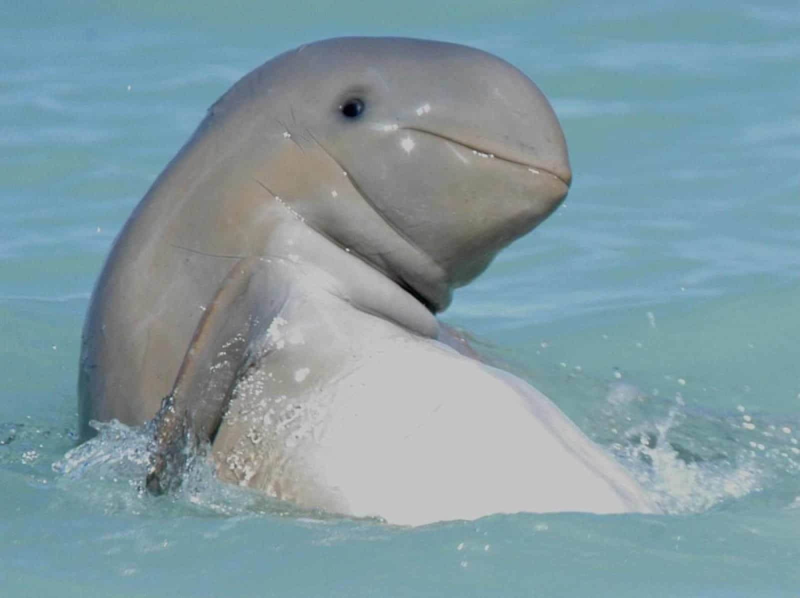 Australischer Stupsflossendelfin