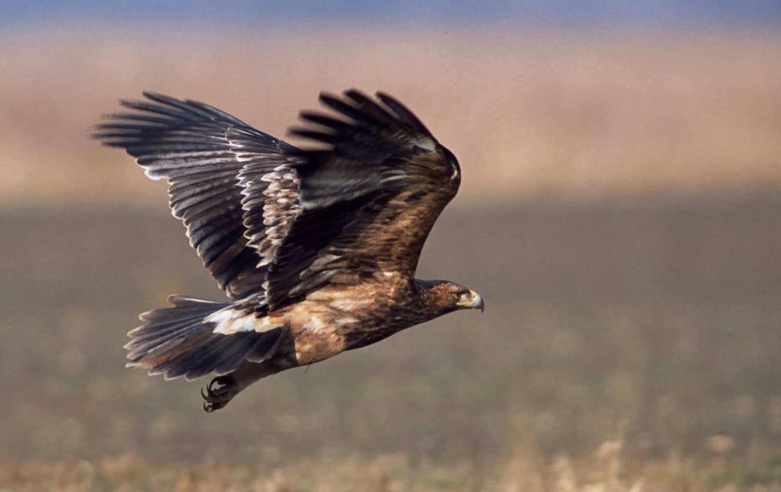 Kaiseradler abfliegend