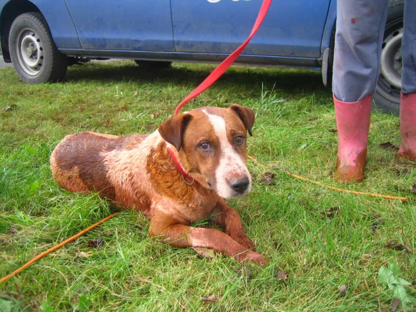 Hund aus Kolontar/gefärbt durch Giftschlamm, © by WWF Hund aus Kolontar/gefärbt durch Giftschlamm, © by WWF