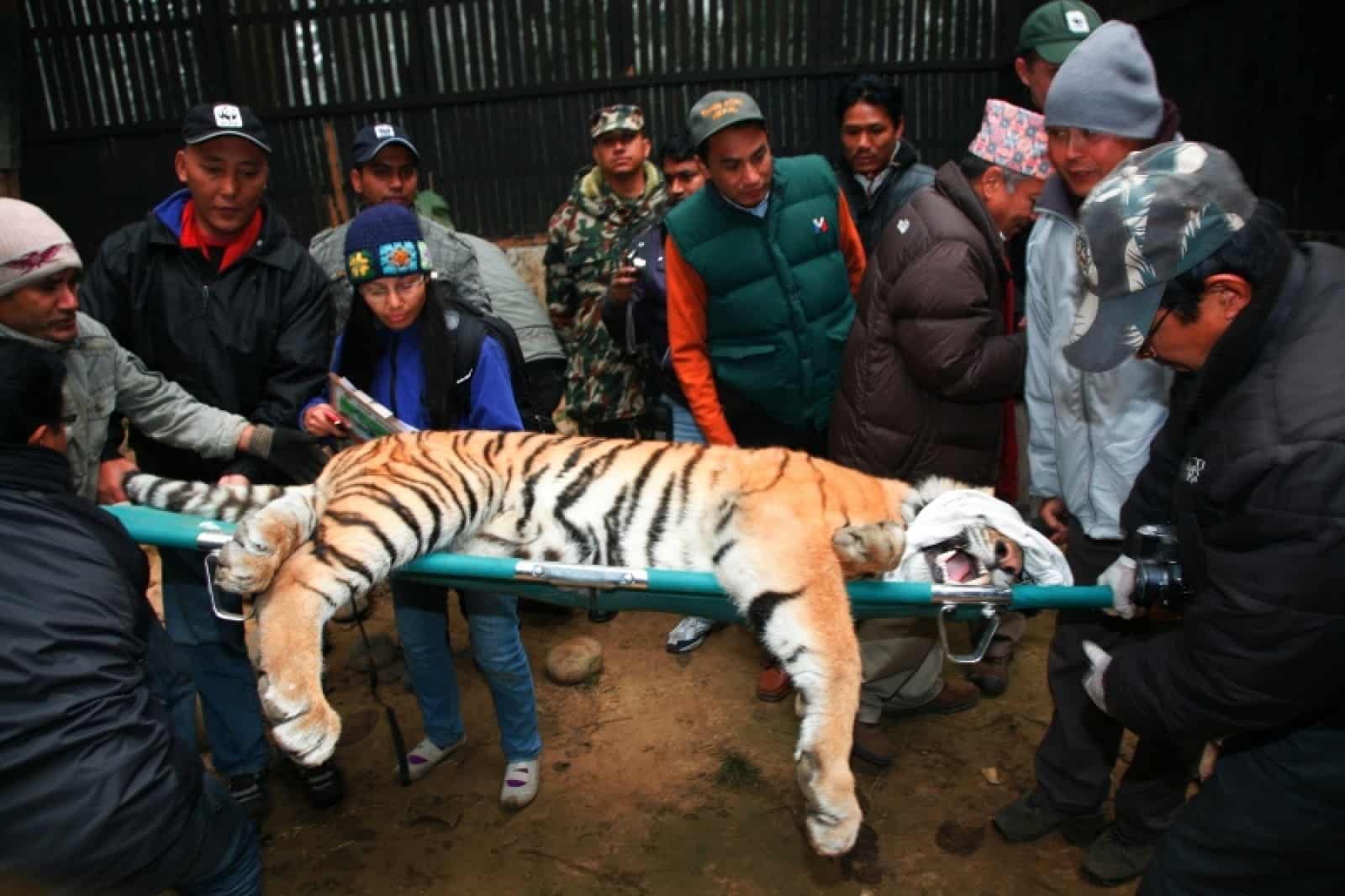 Tiger auf Transportbahre, © by © WWF Nepal/Min Bajracharya Tiger auf Transportbahre, © by © WWF Nepal/Min Bajracharya