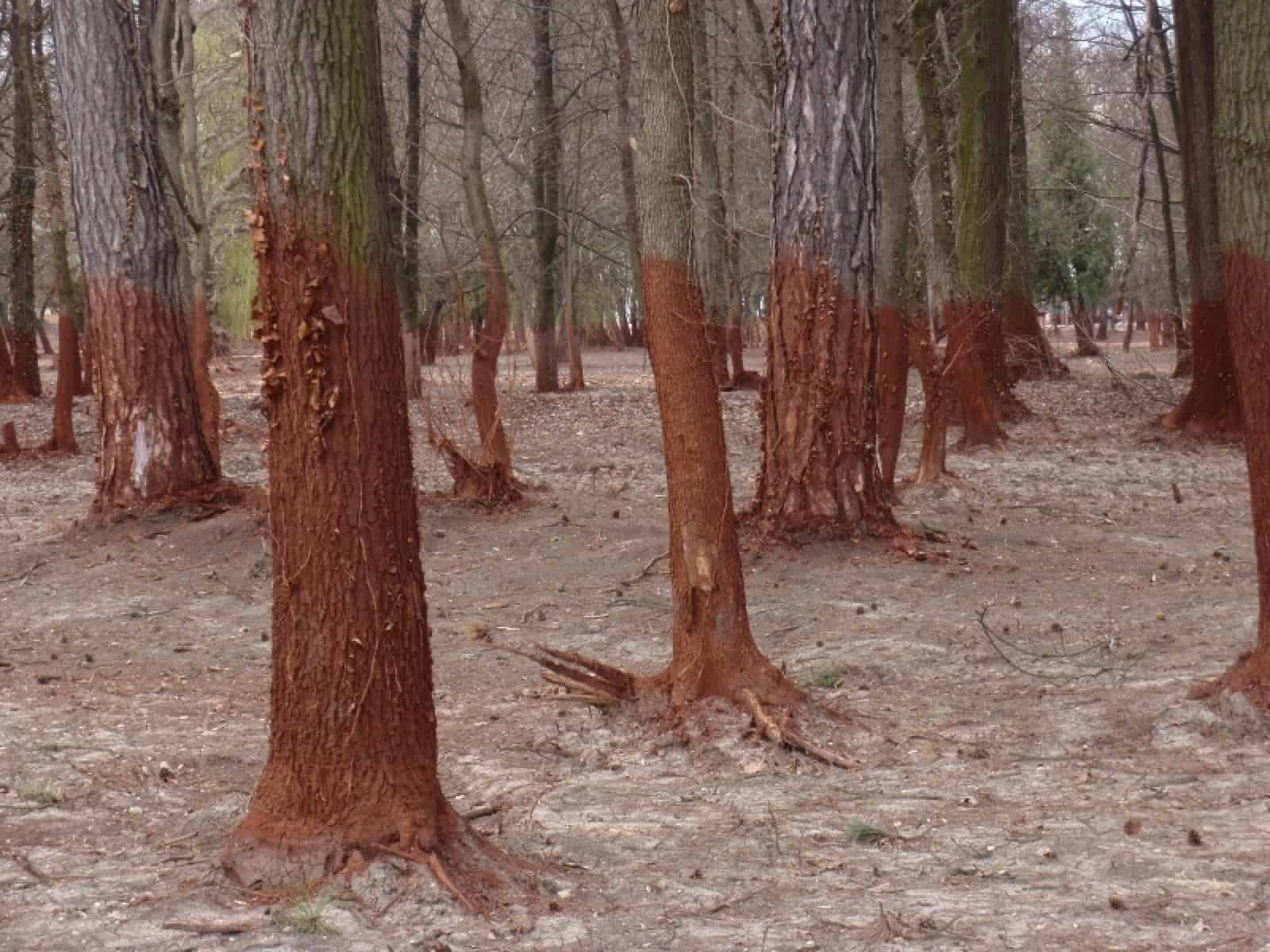 Bäume durch giftigen Rotschlamm verfärbt