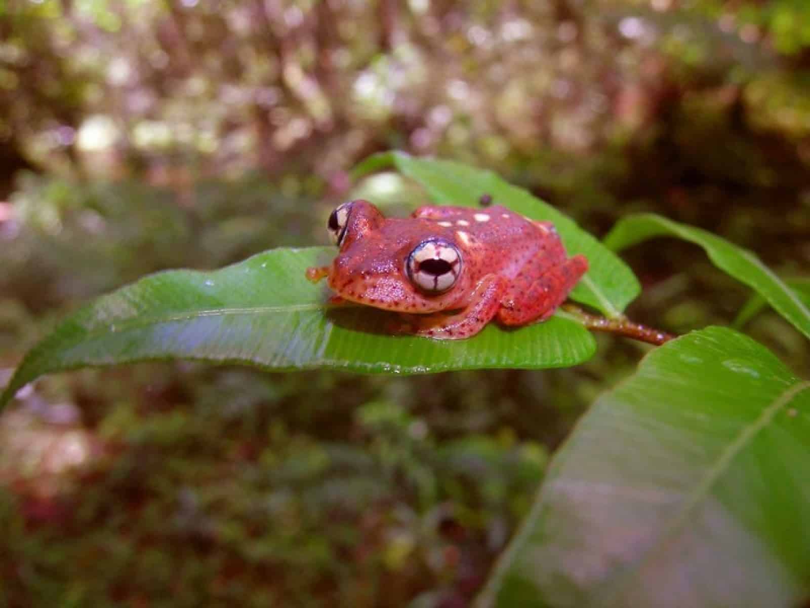Boophis_pyrrhus