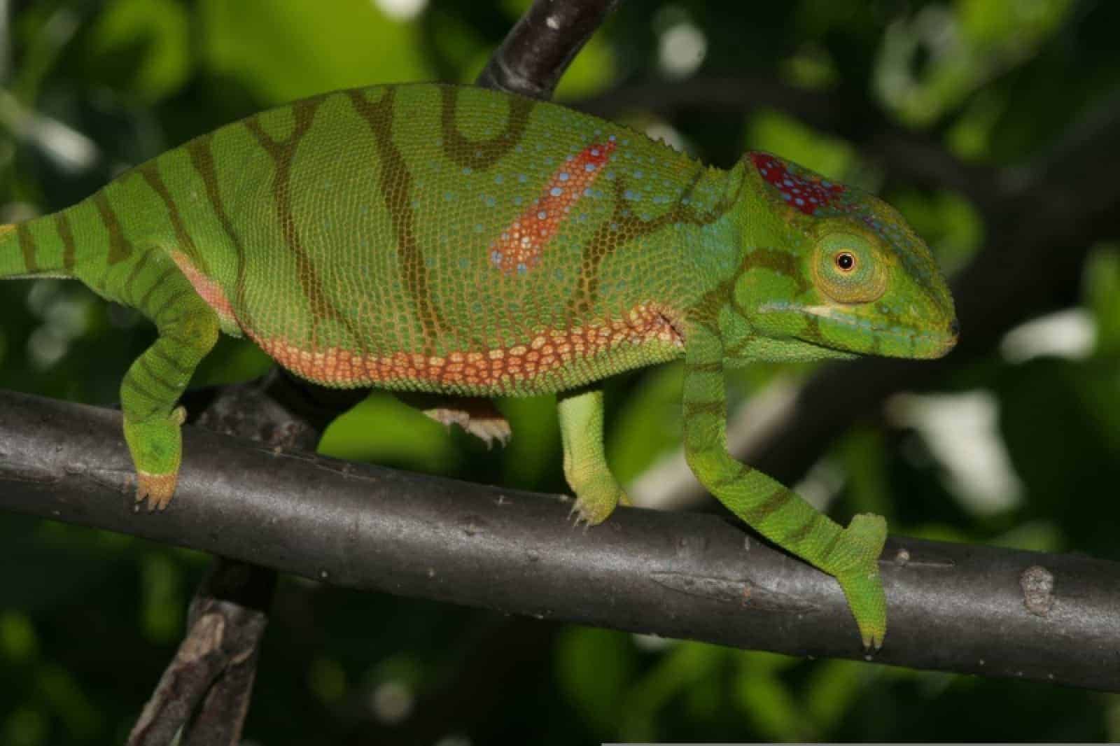 Chamaeleon Furcifer timoni_(female)_2, © by Frank_Glaw WWF Chamaeleon Furcifer timoni_(female)_2, © by Frank_Glaw WWF