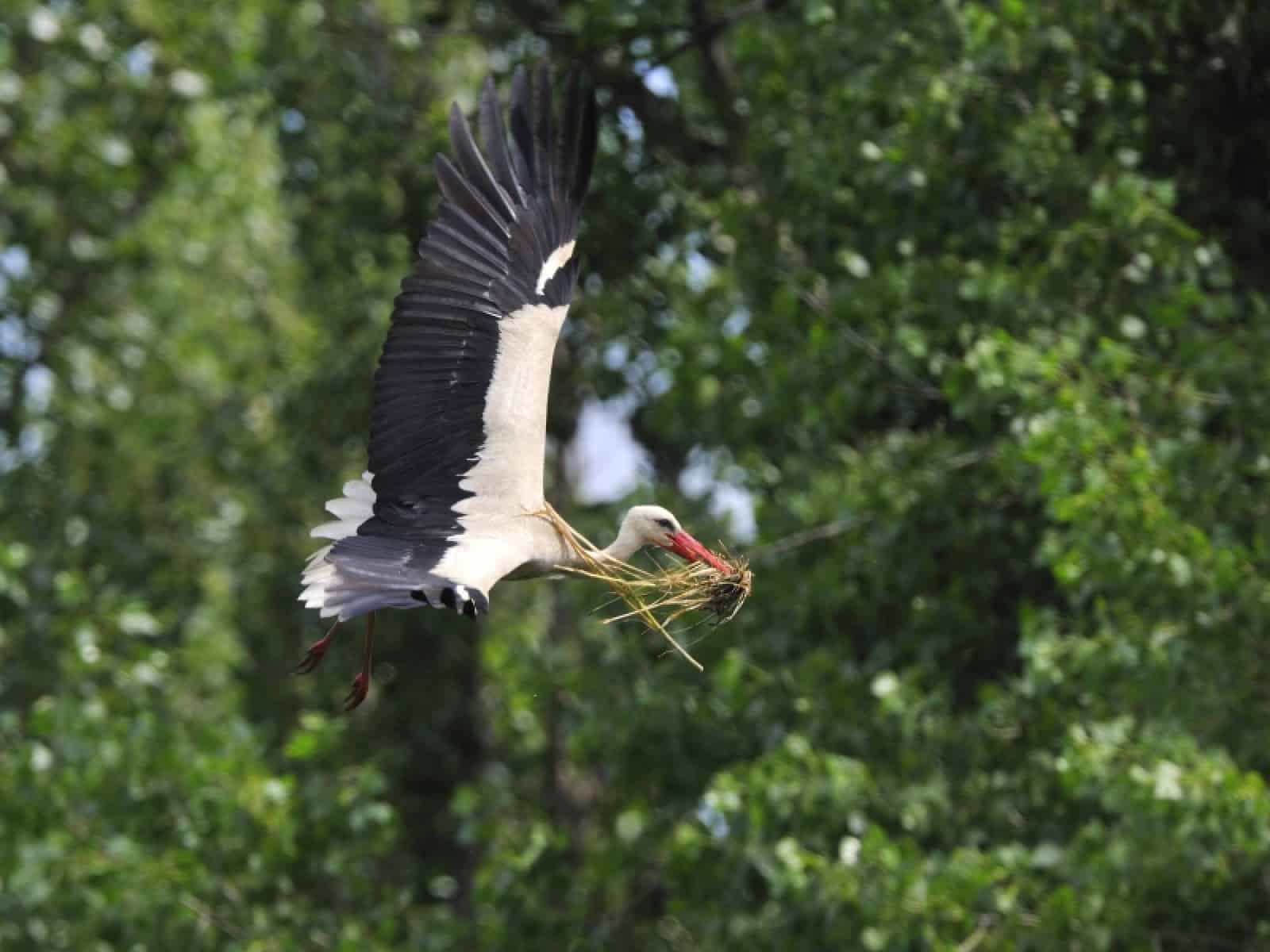 Storch mit gesammeltem Nestmaterial, © by Alfred Krappel Storch mit gesammeltem Nestmaterial, © by Alfred Krappel