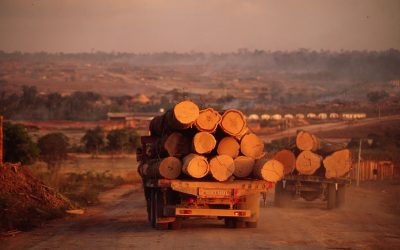 Illegale Abholzung im Amazonas-Gebiet nimmt weiter zu