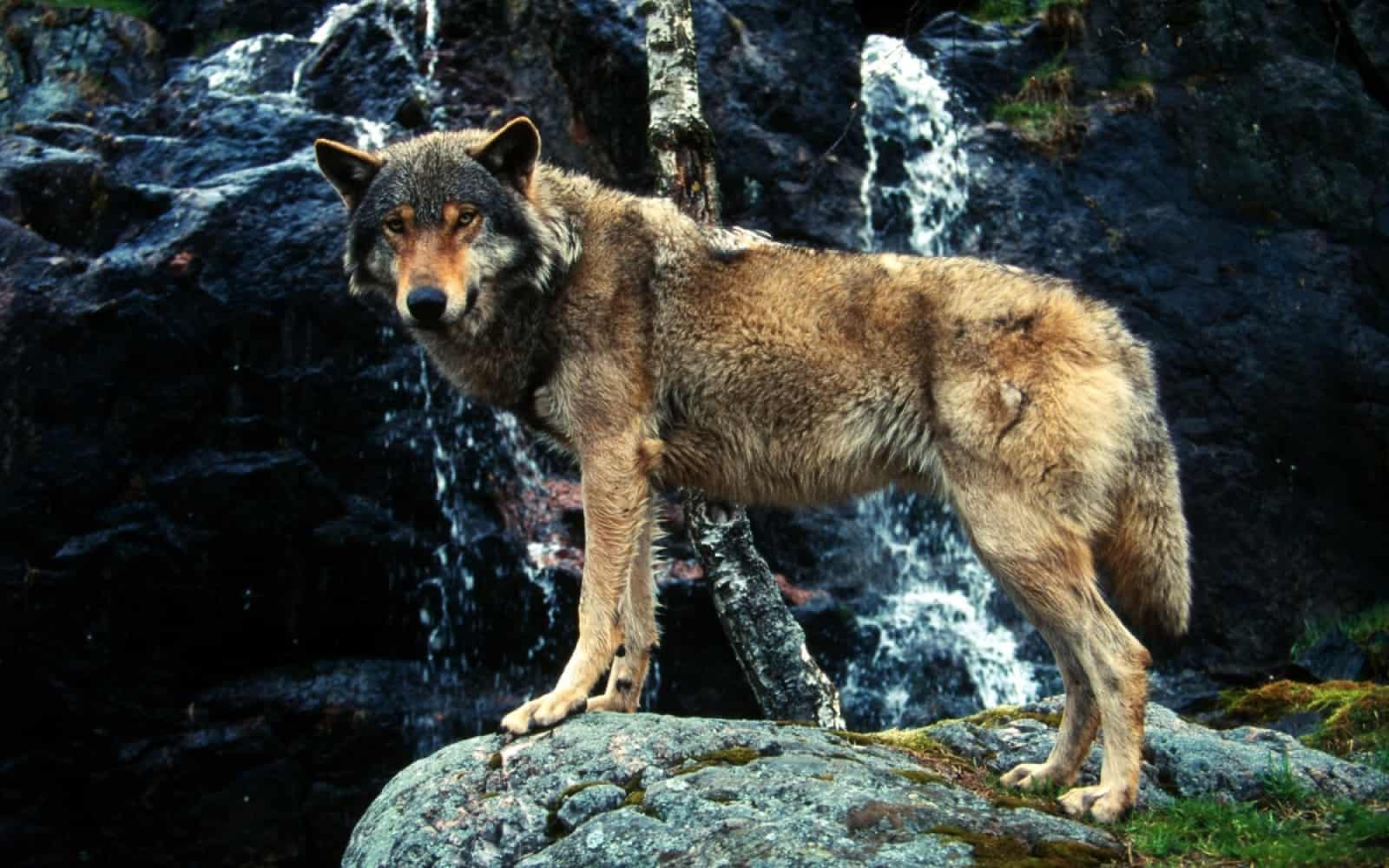 Eurasischer Wolf