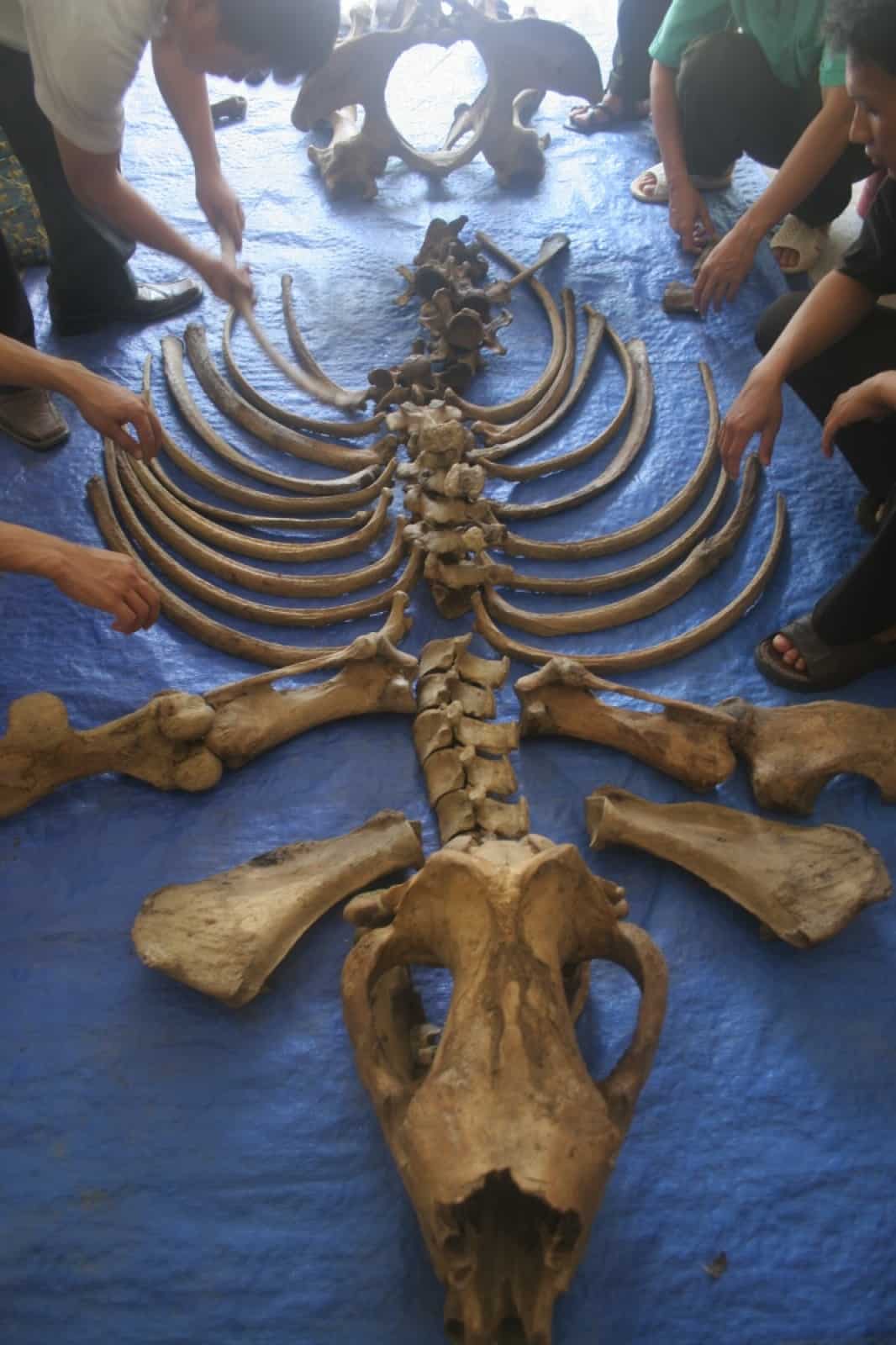 Skeleton of Javan Rhino found dead in Cat Tien NP in April 2010_(c)WWF.jpg