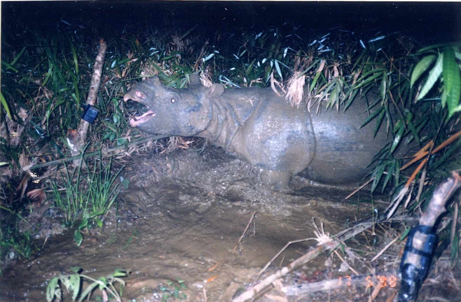 Vietnam Javan Rhino by camera trap2_(c)WWF.jpg, © by WWF Vietnam Javan Rhino by camera trap2_(c)WWF.jpg, © by WWF