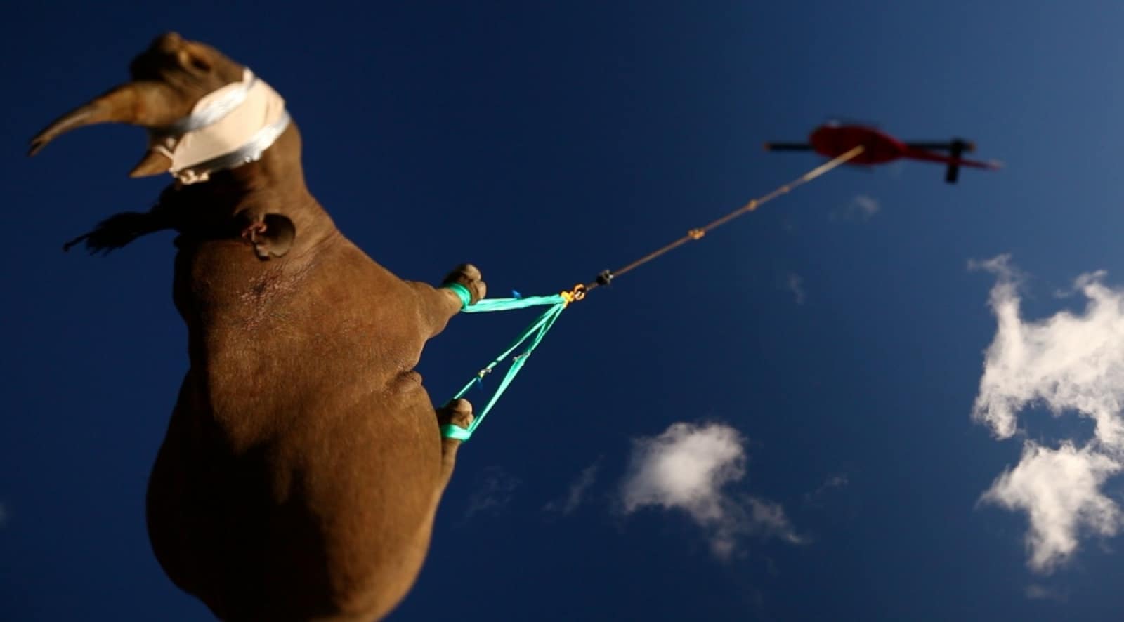 Ein Spitzmaulnashorn fliegt in die neue Heimat, © by Michael Raimondo/WWF Ein Spitzmaulnashorn fliegt in die neue Heimat, © by Michael Raimondo/WWF