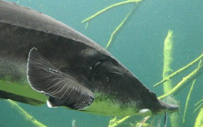 WWF: Menschheit vertausendfacht das Artensterben