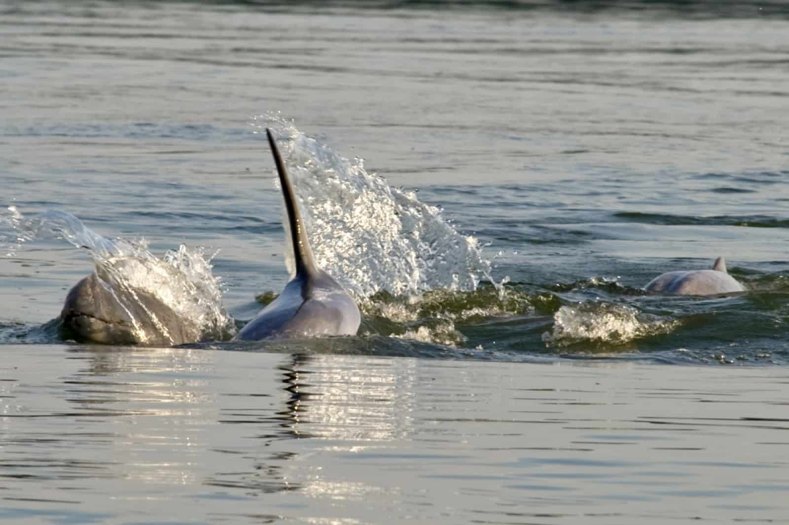 Irrawaddy dolphins