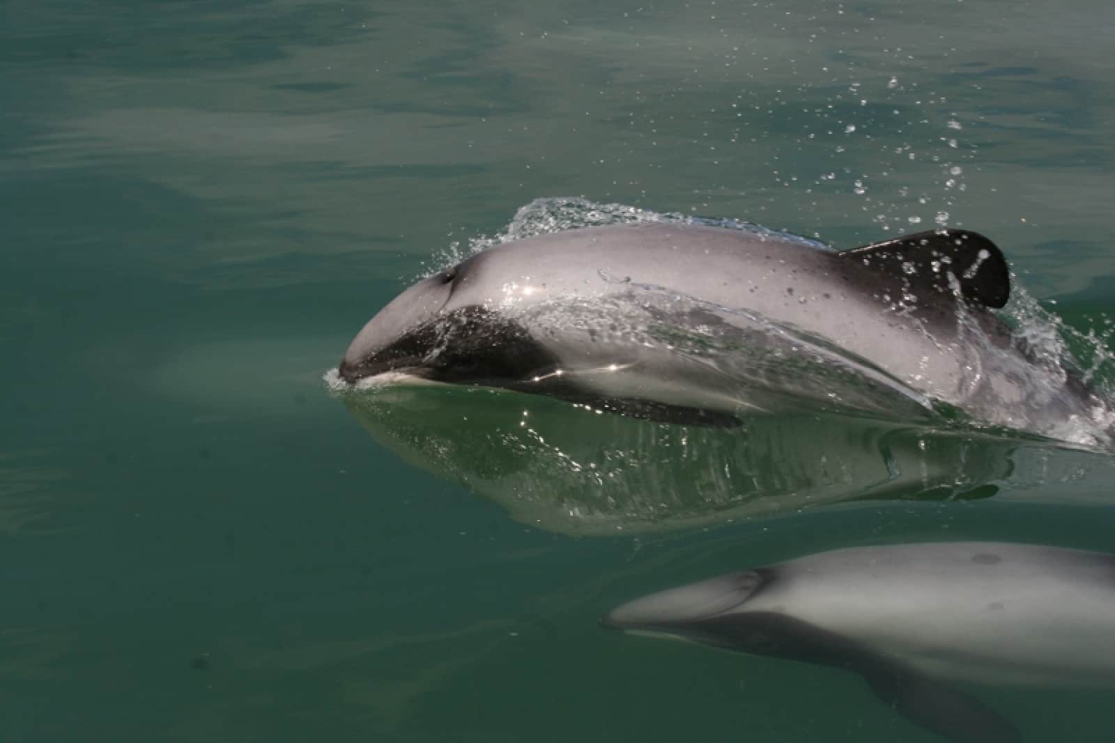 Maui's Dolphins