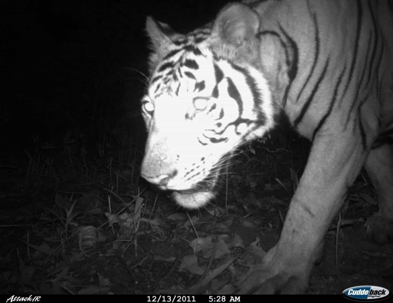 Tiger at Mae Wong NP