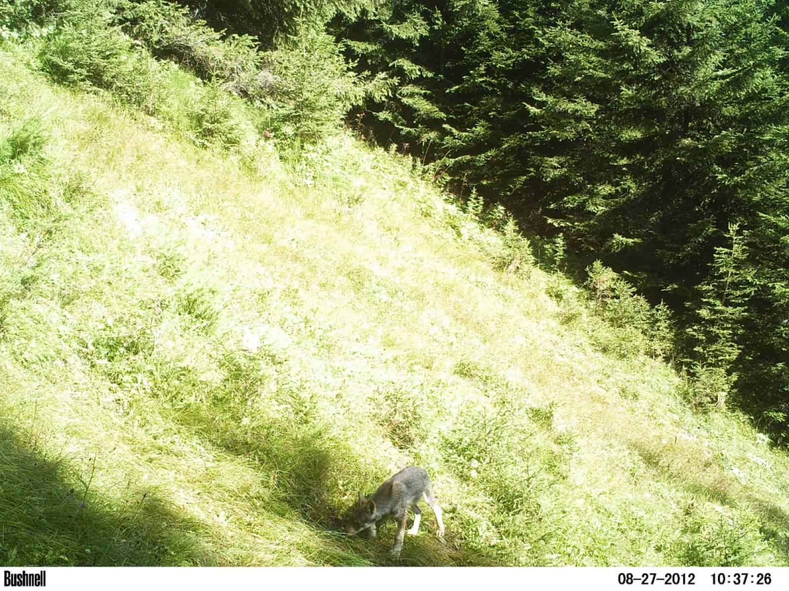Wolfswelpe aus Calanda-Rudel in der Schweiz