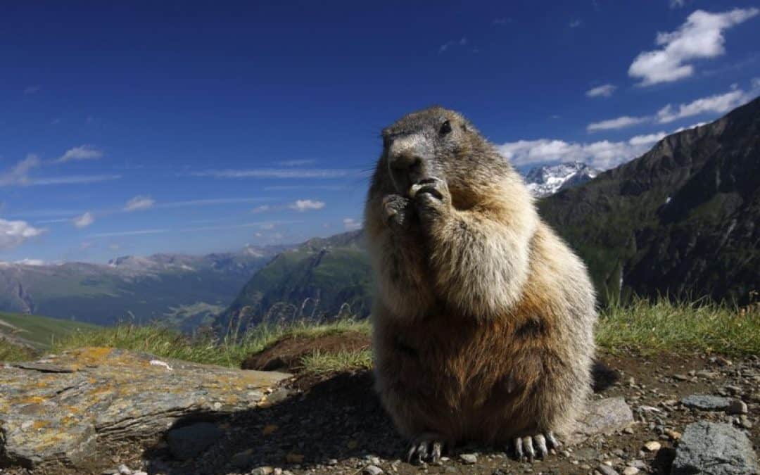 WWF fordert Nachdenkpause für Kaunertal-Kraftwerk