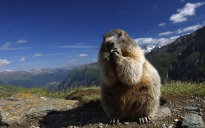 WWF fordert Nachdenkpause für Kaunertal-Kraftwerk