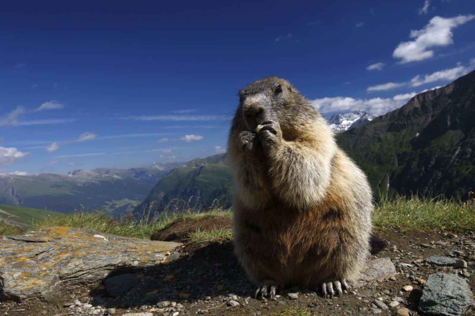 Murmeltier im Nationalpark Hohe Tauern