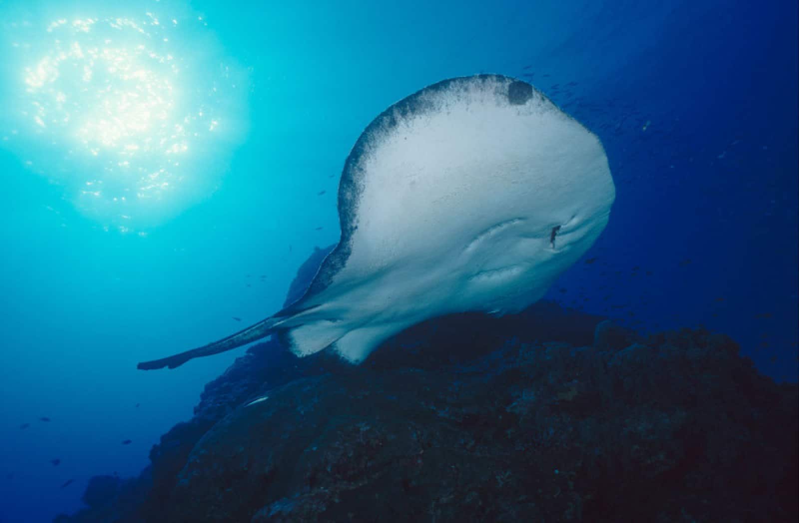 Rochen im Great Barrier Reef