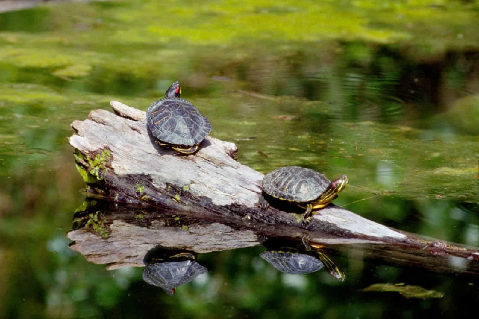 Zwei Rotwangen-Schmuckschildkröten