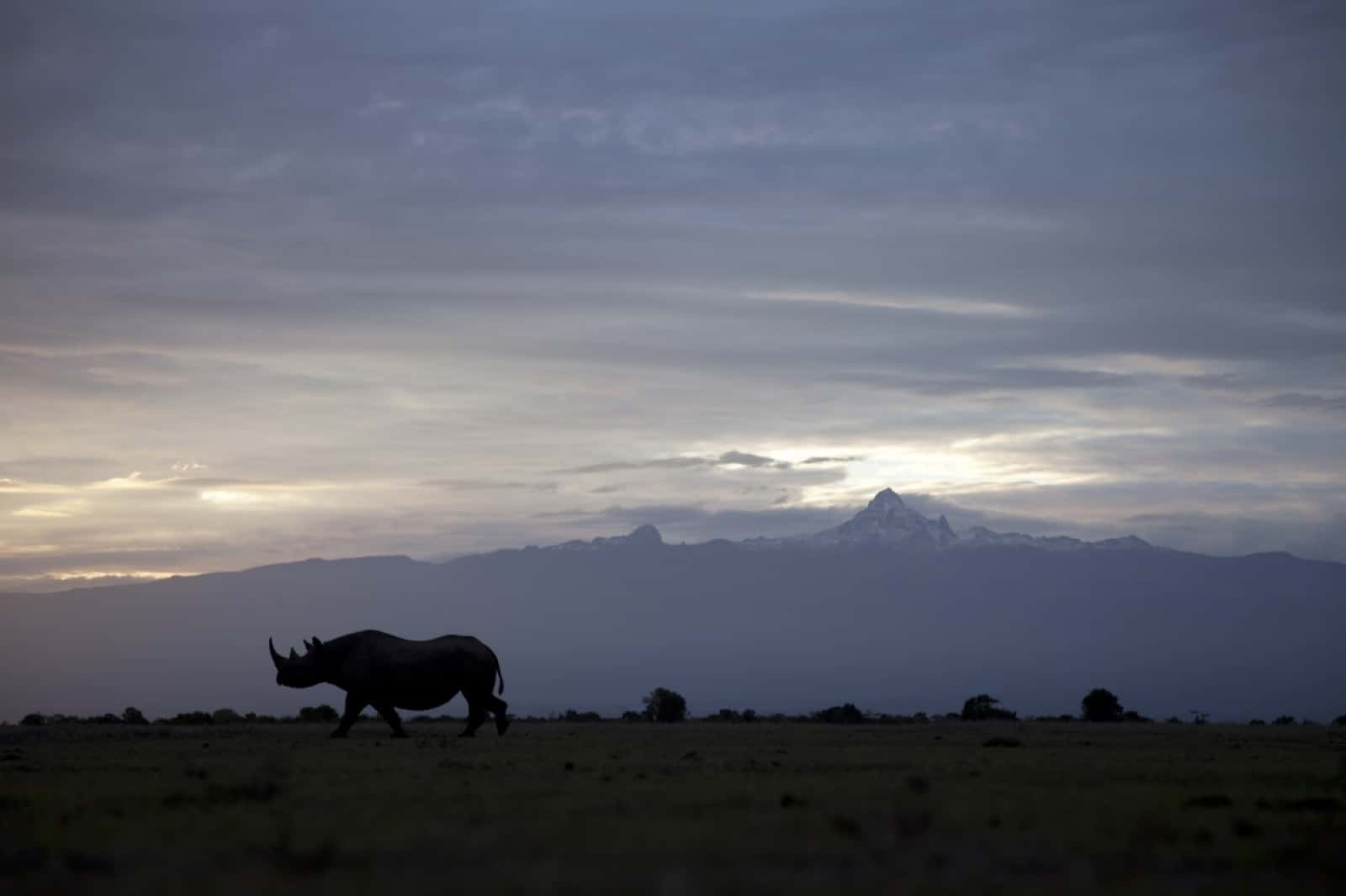 Nashorn Silhouette