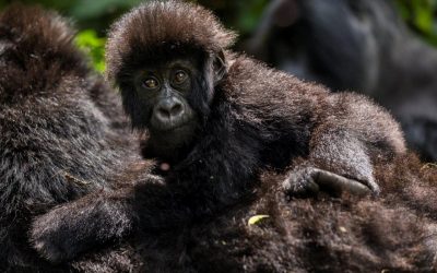 WWF legt OECD Beschwerde ein