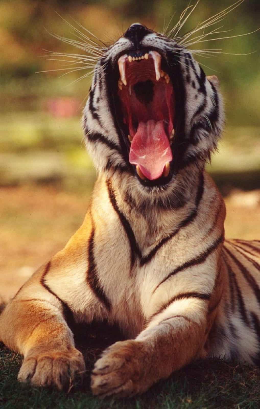 Gähnender Indischer Tiger (Panthera tigris tigris)