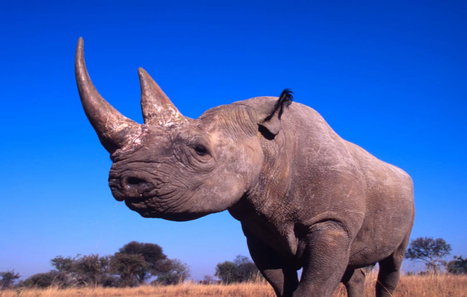 Afrikanisches Nashorn