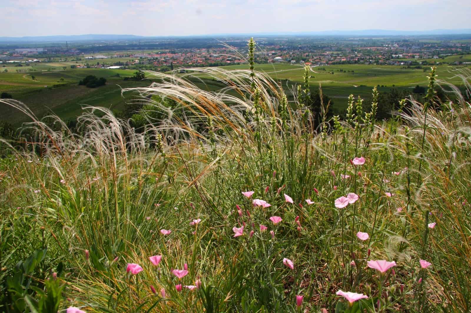 Hutweide, Thermenlinie